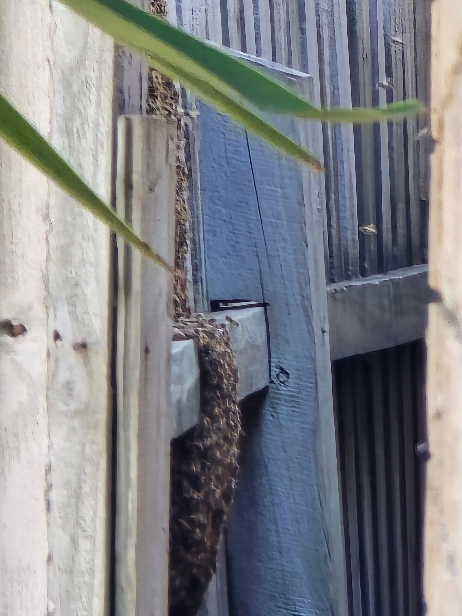 Swarm photo